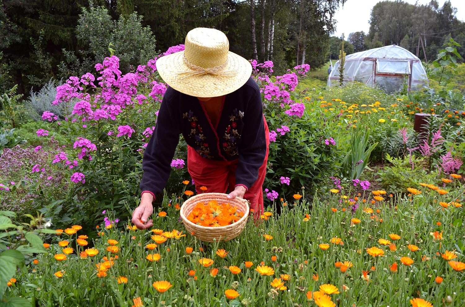 Calendula Petals – Pure Dried Marigold Flower Petals – Vegan | Gluten Free | Non-Gmo | No Sugar Added - Net Weight: 0.35Oz / 10G - Calendula Officinalis : Grocery & Gourmet Food
