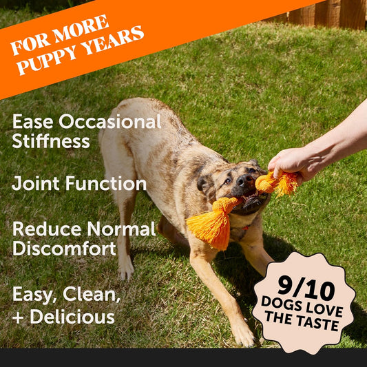 Pet Honesty Dog Joint Supplement With Salmon Oil For Dogs - Ease Stiffness, Reduce Discomfort & Support Joint Mobility Liquid Supplement, Dog Food Topper Bone Broth With Glucosamine For Dogs (12 Oz)