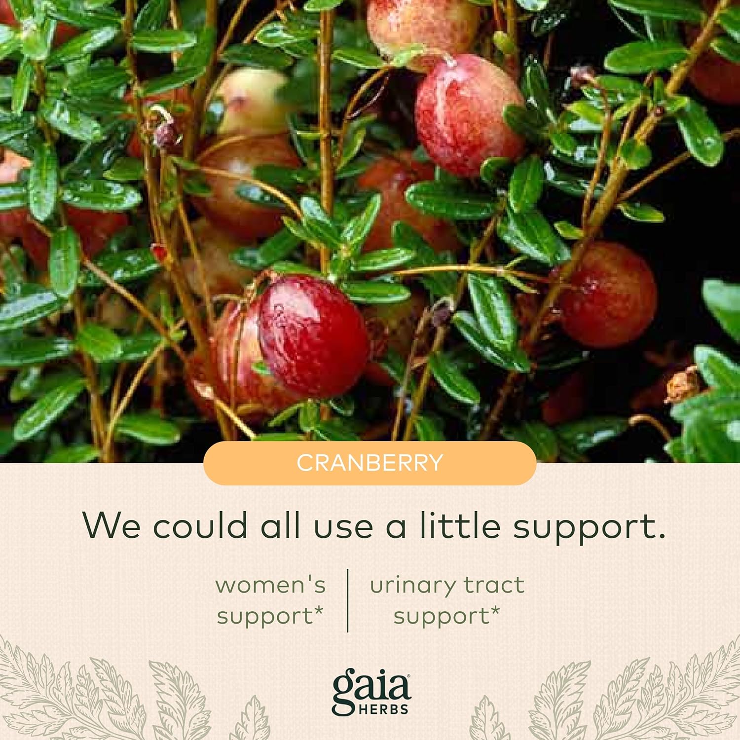 Gaia Herbs Cranberry Concentrate - Helps Maintain Urinary Tract Health - Made with Organic Cranberry Fruit Juice Extract in Convenient Capsules - 60 Vegan Liquid Phyto-Capsules (30-Day Supply) : Health & Household