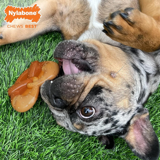 Nylabone Power Chew Pretzel Dog Chew Toy - Fun & Cute Dog Toys For Aggressive Chewers - Durable Dog Toys - Bacon & Peanut Butter Flavor, Small/Regular (1 Count)