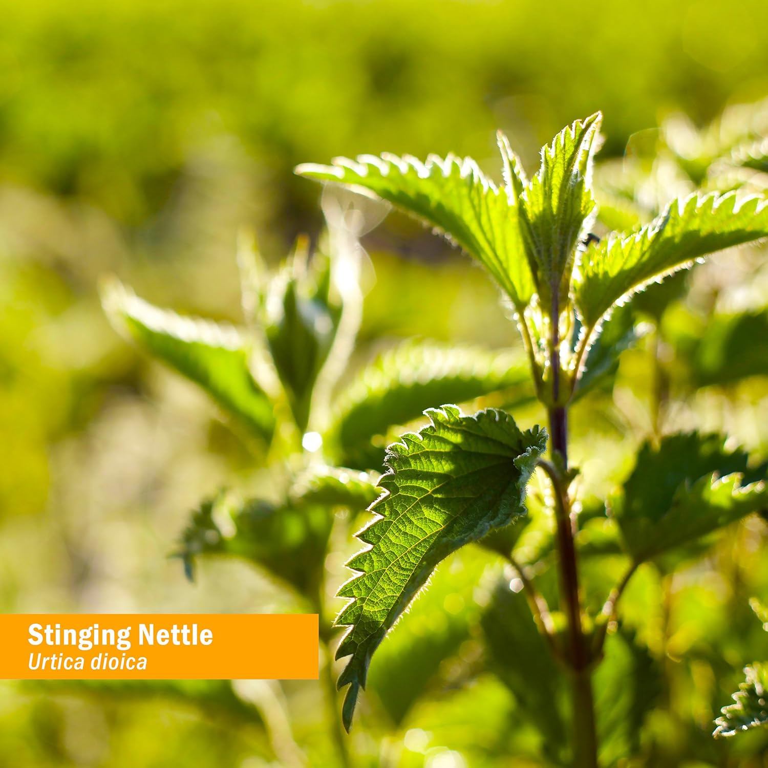 Herb Pharm Stinging Nettle Blend Liq Extract - 4 