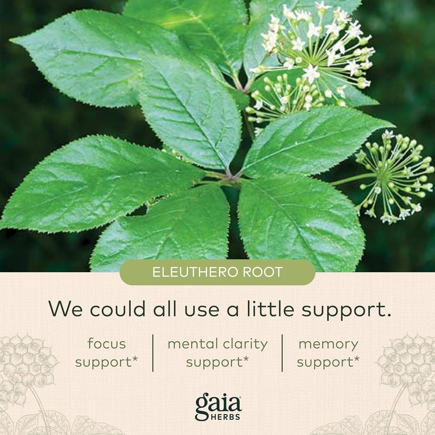 Gaia Herbs Mental Alertness - Brain Support Supplement to Help Maintain Focus & Memory* - with Eleuthero, Ginkgo Leaf, Gotu Kola, Rosemary & Oats - 60 Vegan Liquid Phyto-Capsules (15-Day Supply) : Health & Household