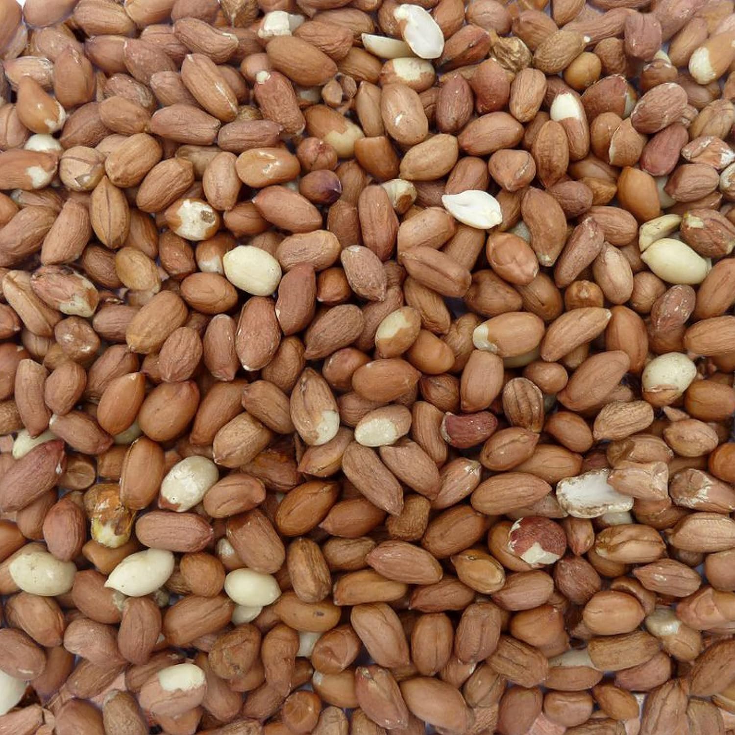 Peanuts For Wild Birds 12.5Kg - High Energy Food, High Protein Feed, Rich In Fats And Fibre, Great For Hanging Feeders, Bird Tables And Ground Feeding, Bulk Bag - Buzzby'S83138056