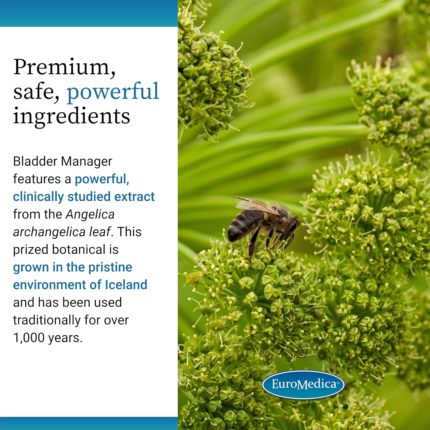 Euromedica Bladder Manager - Bladder Support Supplement - Dietary Supplement With Angelica Leaf Extract - Vegan Capsules To Aid Urinary Tract Function & Health - 30 Capsules : Health & Household