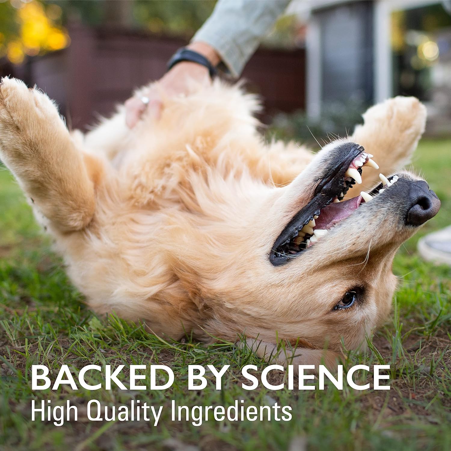 Nutramax Laboratories Nutramax Imuquin Immune Health Supplement Powder for Dogs, with Beta Glucans, Marine Lipids, Vitamins and Minerals, 30 Packets, Updated Version : Pet Supplies