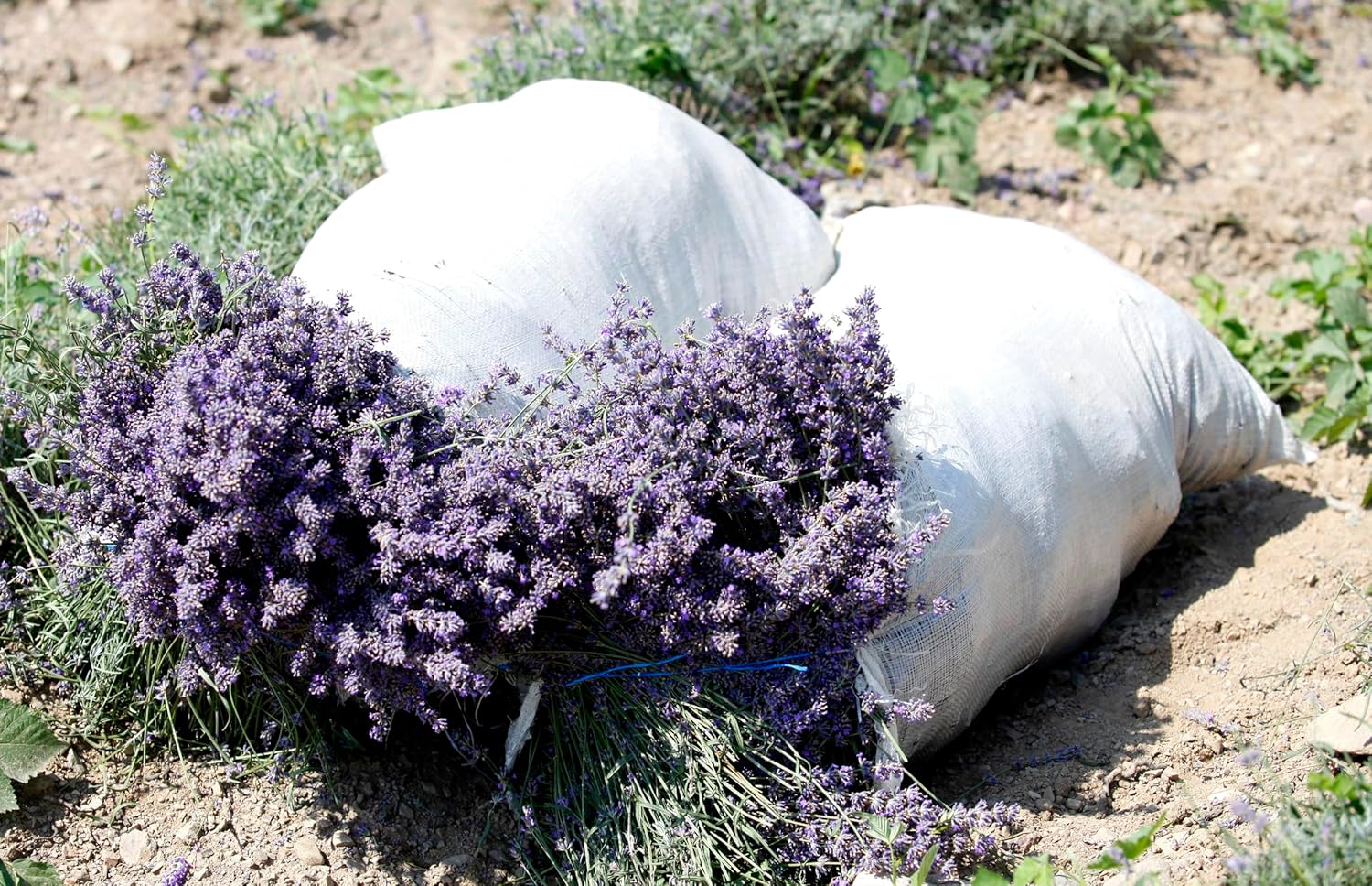 Amphora Aromatics Cosmos Organic French Lavender Essential Oil 10ml : Amazon.co.uk: Beauty