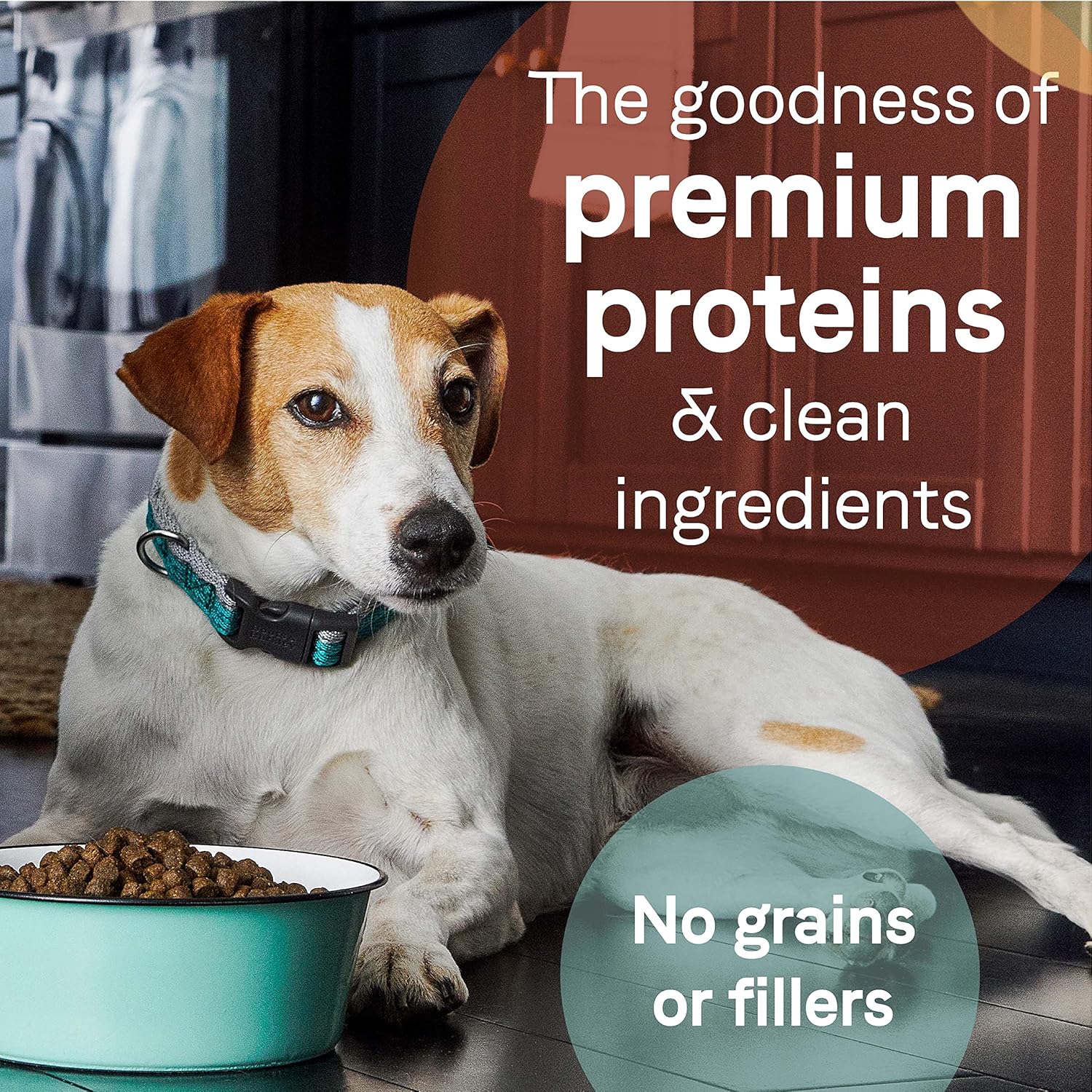CANIDAE Pure Puppy Dry Dog Food, Chicken, Lentil and Whole Egg Recipe with Duck and Chickpea Bisuits : Pet Supplies