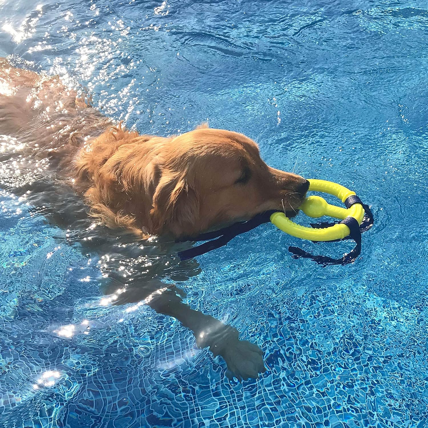 Pet Supplies : Nylabone Power Play Ring Thing Floatable Interactive Play Toy, Fetch Toy for Dogs, Medium (1 Count) : Amazon.com