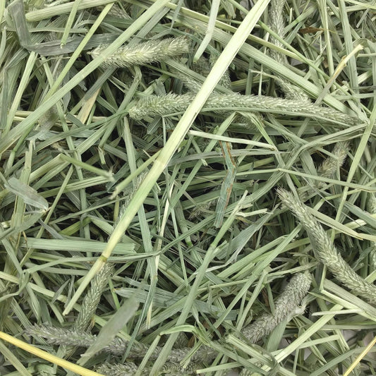 Oxbow Animal Health Western Timothy Hay - All Natural Hay For Rabbits, Guinea Pigs, Chinchillas, Hamsters & Gerbils - 50 Lb. Bulk Size