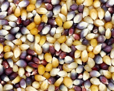 Rainbow Popcorn -  Tub (Non GMO)