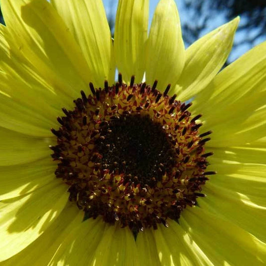 Mammoth Grey Stripe Sunflower  ~6,000 Seeds - Non-GMO, Open Pollinated - Flower Gardening & Micro Greens Seeds - Sun Flower