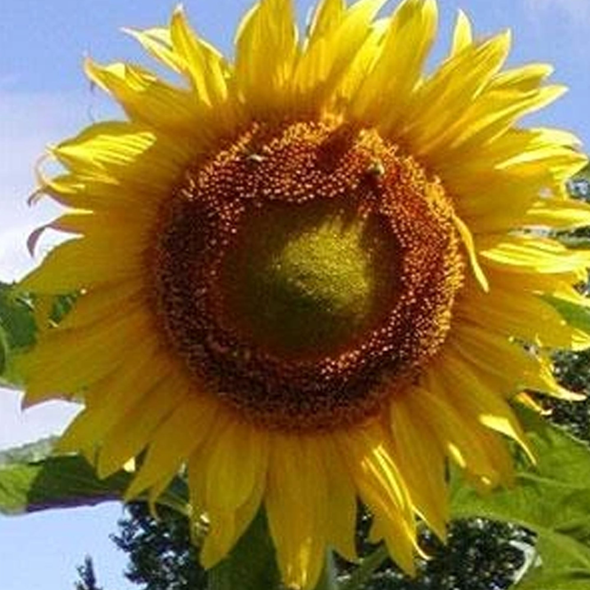 Mammoth Grey Stripe Sunflower  ~6,000 Seeds - Non-GMO, Open Pollinated - Flower Gardening & Micro Greens Seeds - Sun Flower