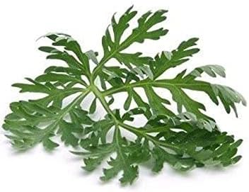 Nature Tea Wormwood - Artemisia Absinthium Loose Leaf