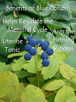 Organic Black Cohosh and Blue Cohosh 1oz Tincture Extract for Women's 