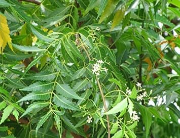 Harmony Nutraceuticals Neem Highest Potency, Maximum Bio-Availability,