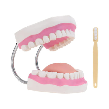 SKUMOD Adult Dental Teeth Model, Sixfold Human Size Teeth Model for Explaining to Oral Teeth Health or Nursing Method, Typodont Teeth Model with Toothbrush