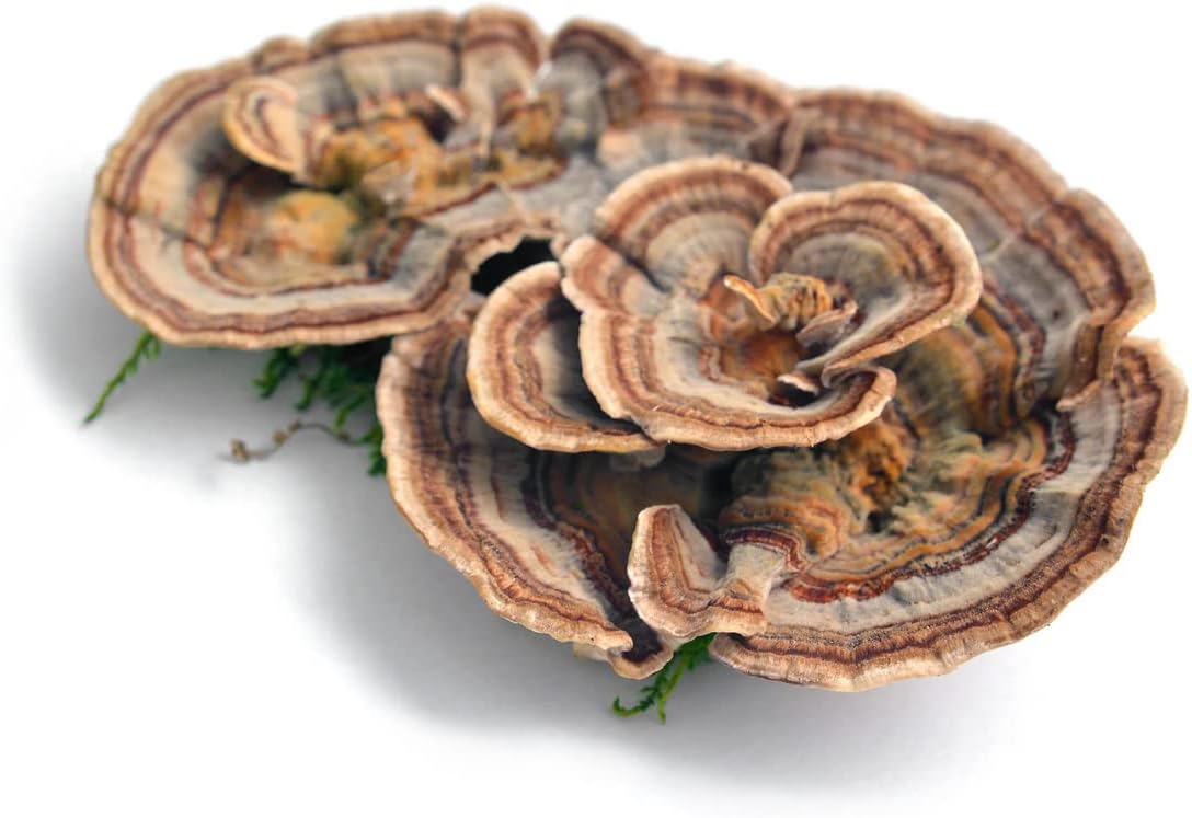 Pacific Rim Mushrooms Turkey Tail Supplement | High Potency 10:1 Extra