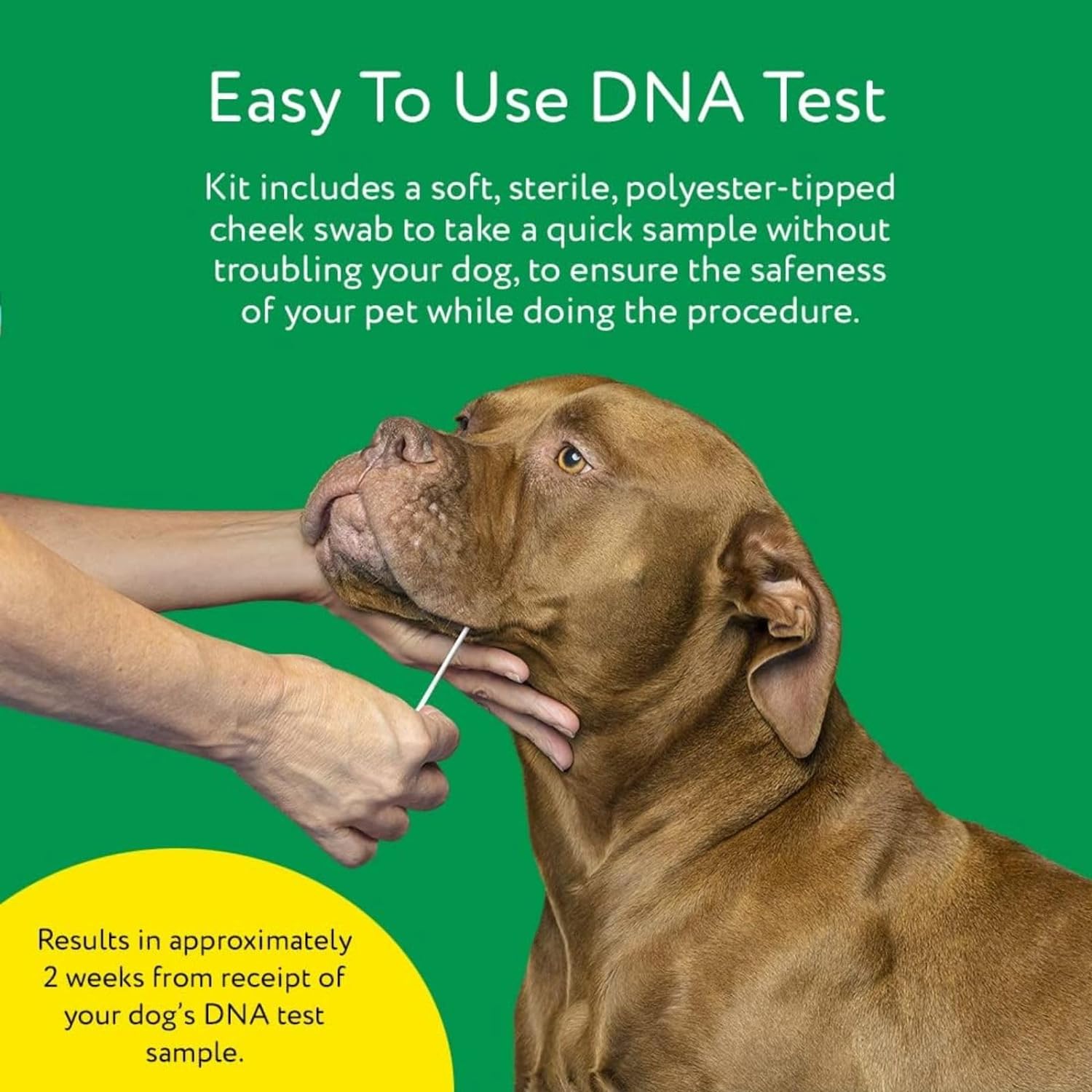  Dna My Dog Essential Test –Breed ID Test Mixed Breed Identi