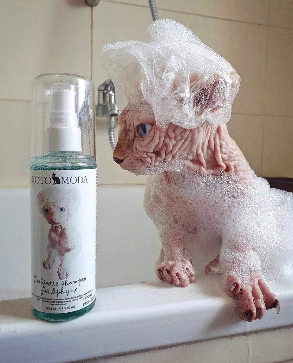 Kotomoda Probiotic Shampoo for Sphynx Cats (4.22) : Pet Supp