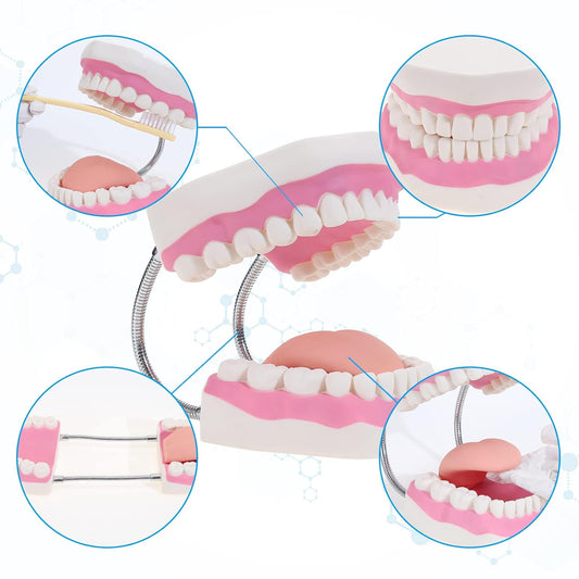 SKUMOD Adult Dental Teeth Model, Sixfold Human Size Teeth Model for Explaining to Oral Teeth Health or Nursing Method, Typodont Teeth Model with Toothbrush