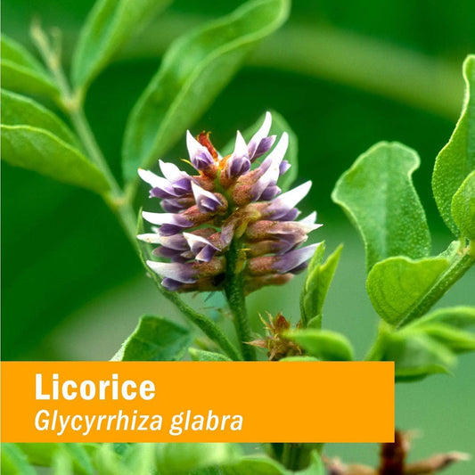 Herb Pharm Certified Organic Licorice Liquid Extract for Endocrine Sys