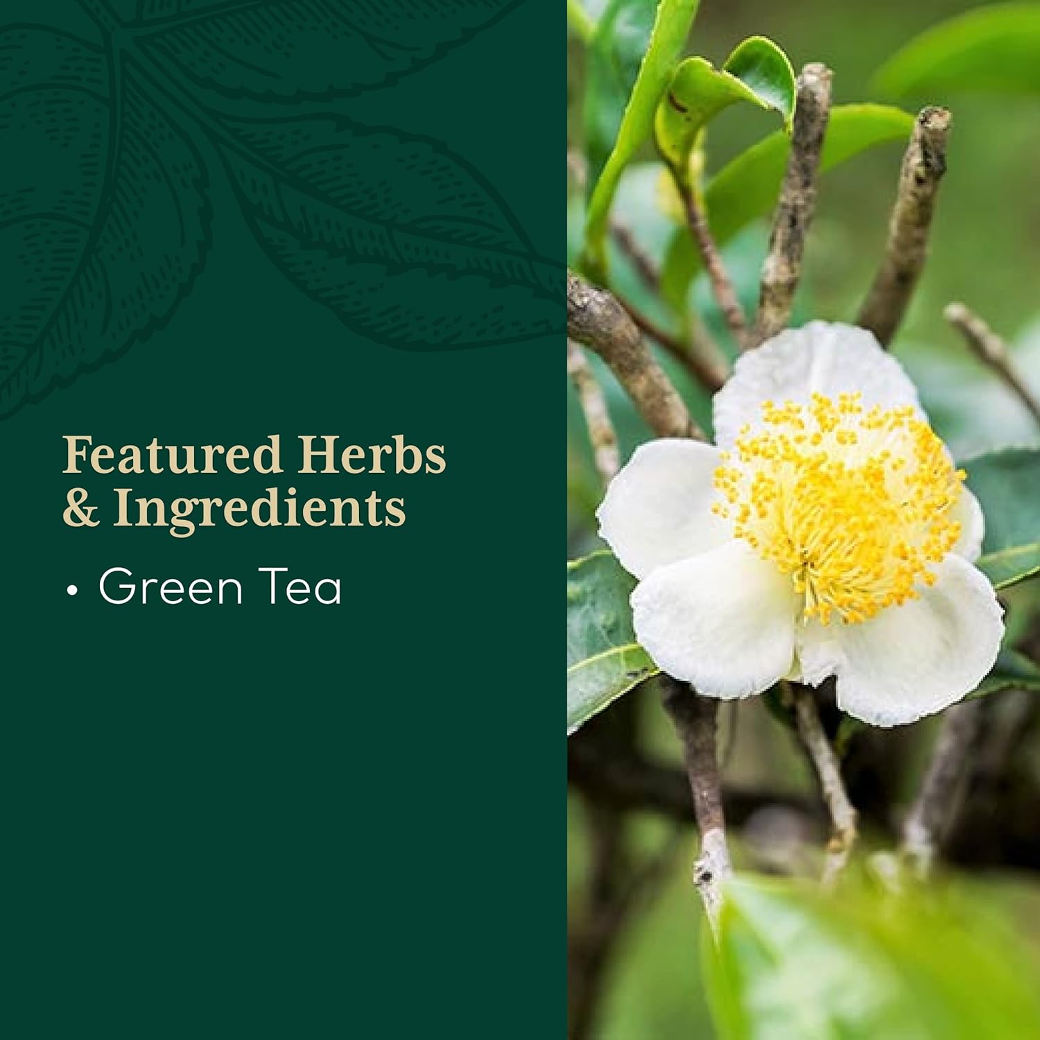 Gaia PRO Green Tea - Green Tea Herbal Supplement - with Organic Green 