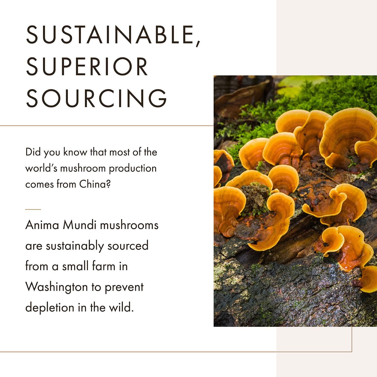 Anima Mundi Cordyceps Mushroom Powder - Real Organic Cordyceps Mushroo