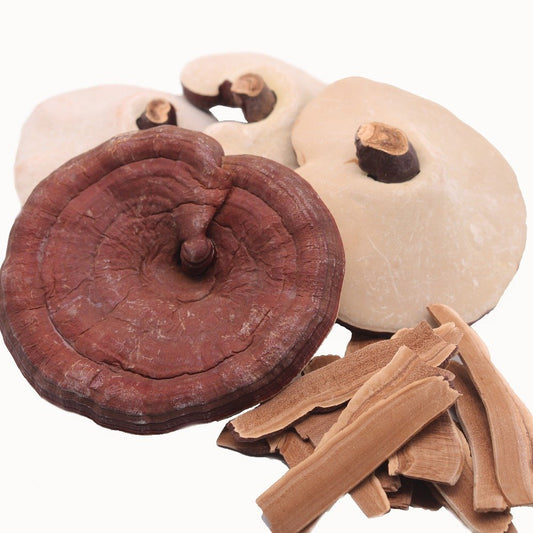 Reishi Mushroom ?? (????) - Product of Japan - Ganoderma lucidum Loose Slices by Nature Tea