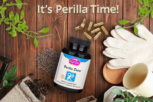 Dragon Herbs - Perilla Clear Capsules - 100 Capsules, 500 Mg Each