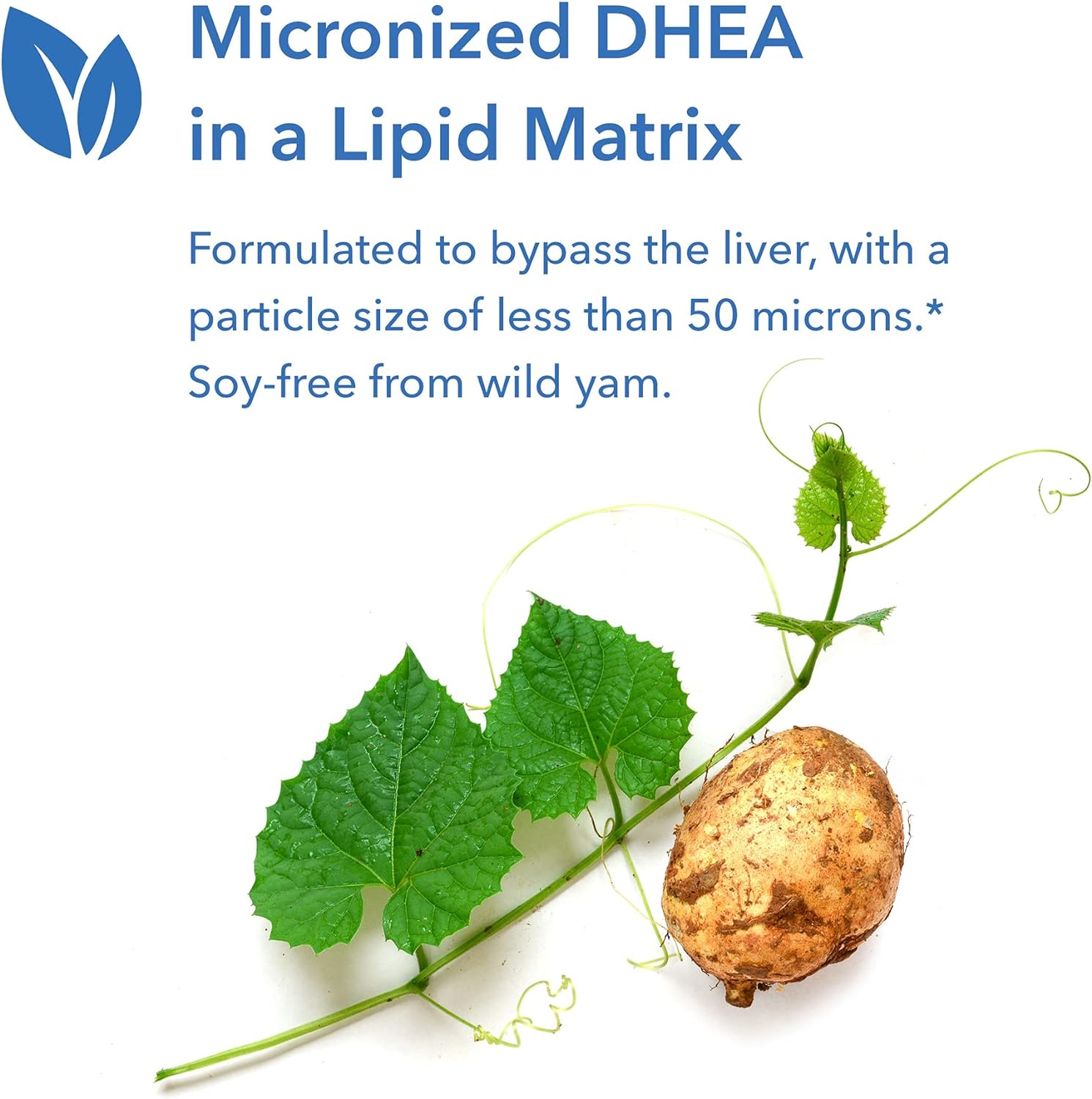 Allergy Research Group DHEA 10 Micronized Lipid Matrix - 60 Scored Tab