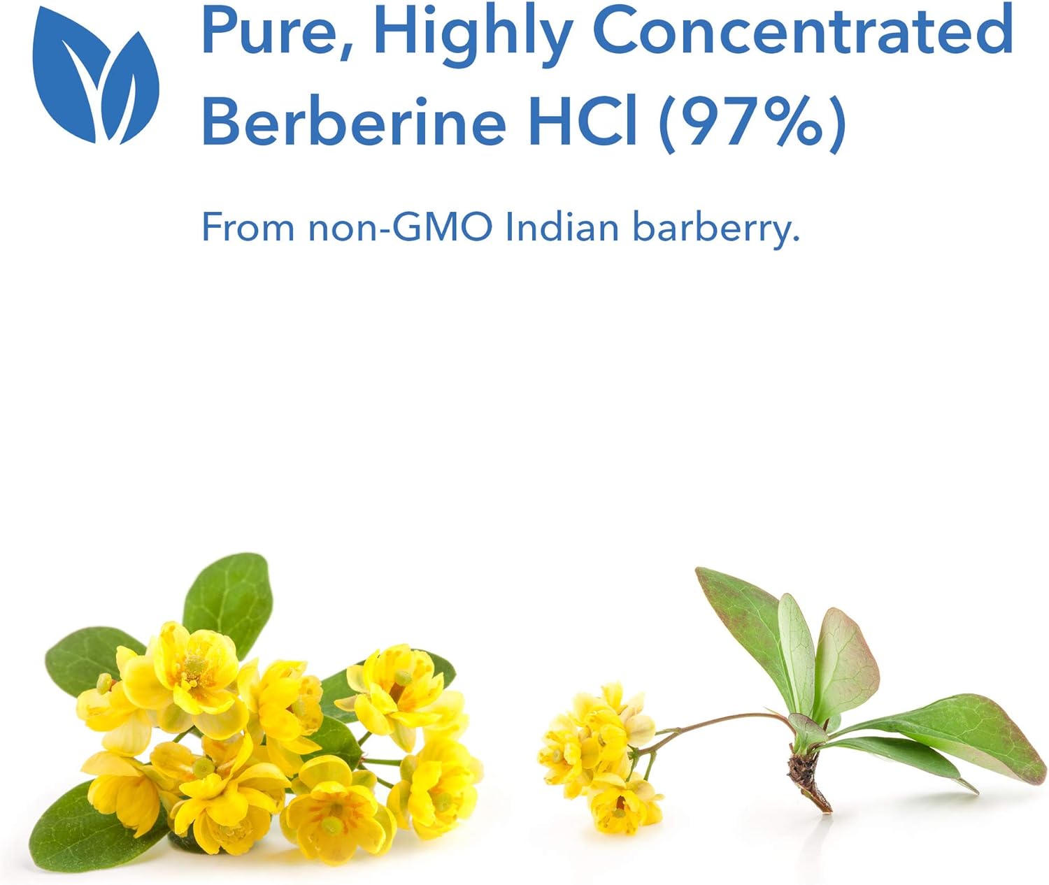Allergy Research Group Berberine 500mg Supplement - Multi-Faceted Meta
