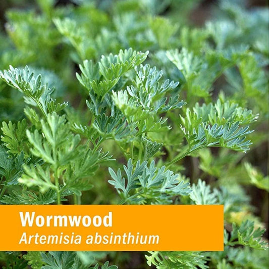 Herb Pharm Certified Organic Wormwood Liquid Extract for Digestive Sys