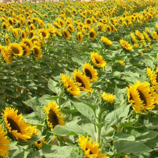 Sunflower Zohar F1 Organic Seed