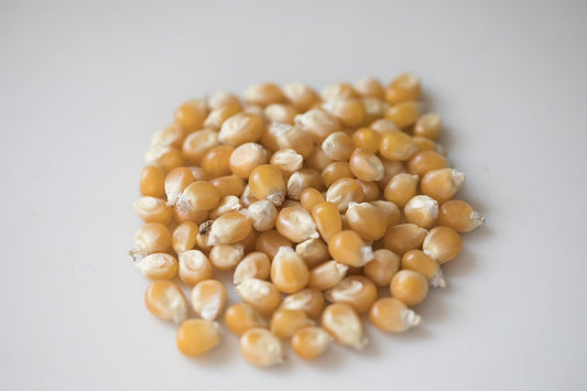 Amish Country Popcorn | 2-14 oz Bottles | Mushroom Popcorn Kernels | Old Fashioned, Non-GMO and Gluten Free (2-14 oz Bot