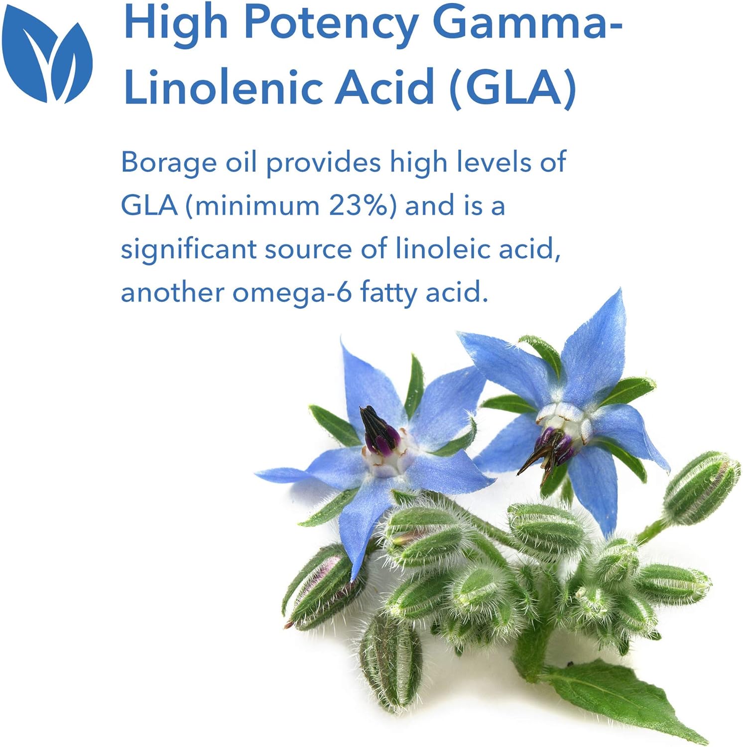 Allergy Research Group - GLA Borage Oil - High Potency Gamma-Linolenic