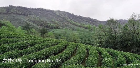 JQ West lake Pre-Qingming Longjing No. 43 Green Tea -2023 Spring Tea ??43 MingQian Cha Authentic Hangzhou Origin Dragon Well Loose Leaf Tea- (Second Grade )