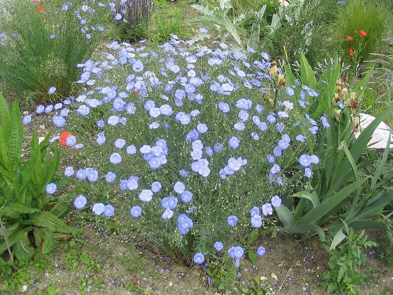 100 BLUE FLAX (Prairie Flax / Lewis Blue Flax) Linum Perenne Lewisii Flower Seeds