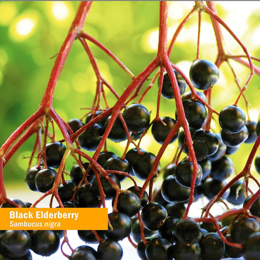 Herb Pharm Certified Organic Black Elderberry Liquid Extract for Immun