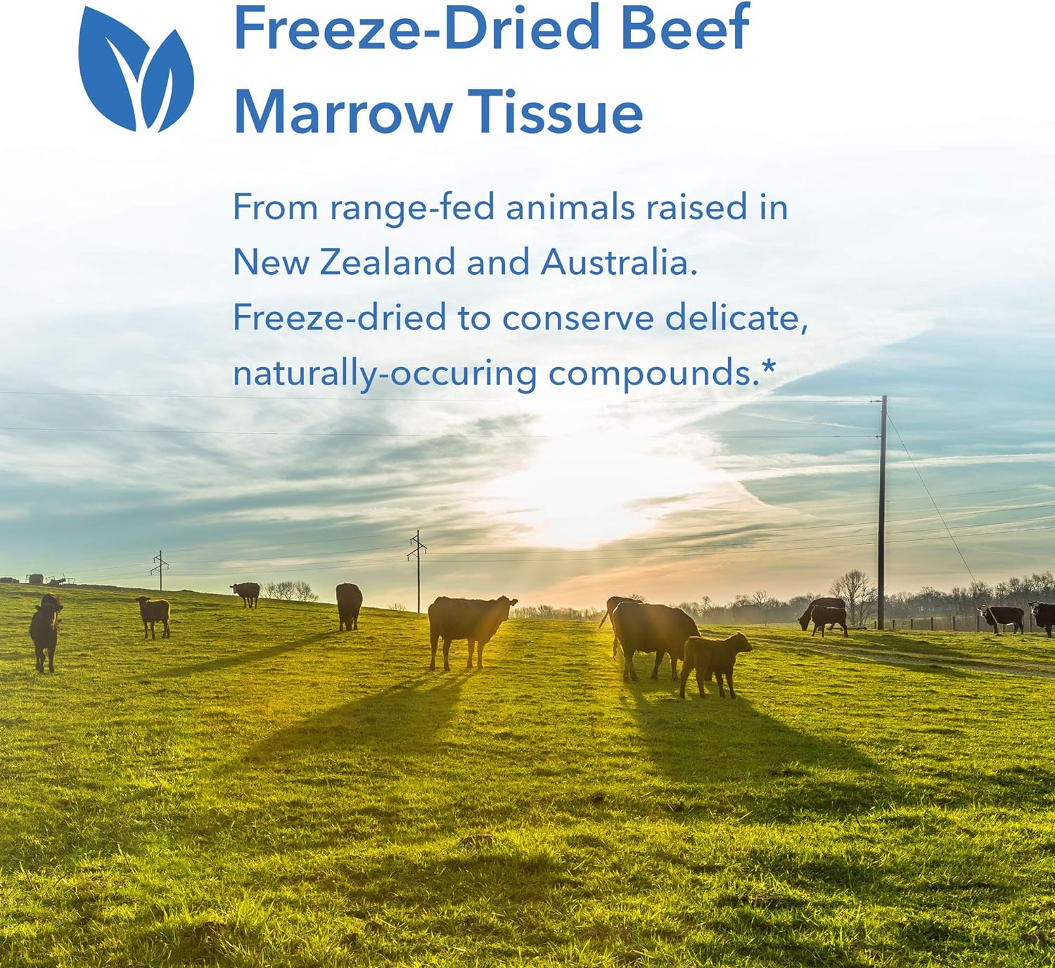 Allergy Research Group - Bone Marrow Beef - Immune Support - 100 Veget