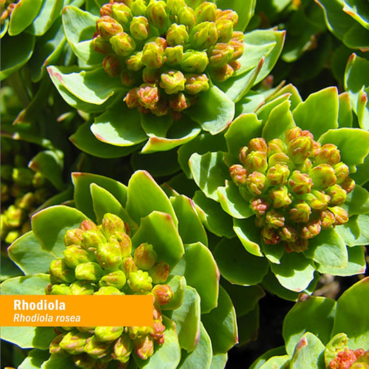 Herb Pharm Certified Organic Rhodiola Root Extract for Energy, Enduran