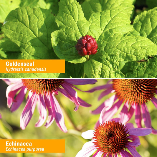 Herb Pharm Certified Organic Golden Echinacea Liquid Extract for Immun